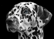 Gisele Bündchen Can’t Stop Wearing Retro Jeans