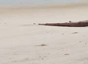 Pantai Jelitik Dikuasai Tambang Ilegal: Negara Kalah di Pesisir Sendiri?